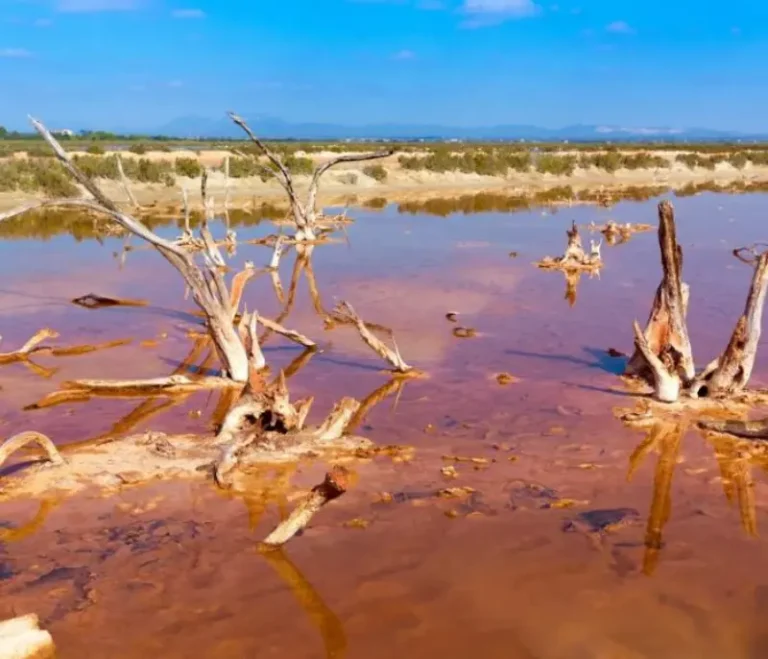 Saltminerne ved el Salobrar i Ses Salines på Mallorca, som også er et elsket naturreservat hvor man spotter fugle.