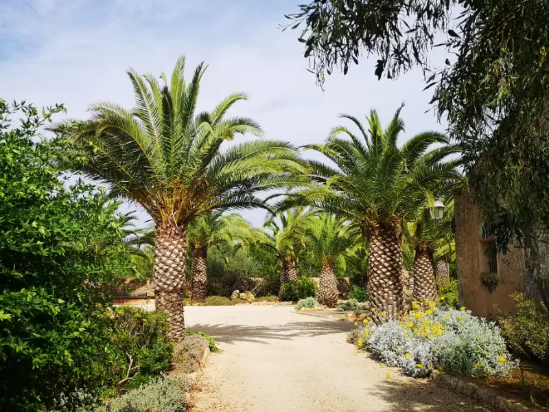 Sød lille have med vilde palmer og blomster tilhørende Sant Blai kapellet i Campos på Mallorca.
