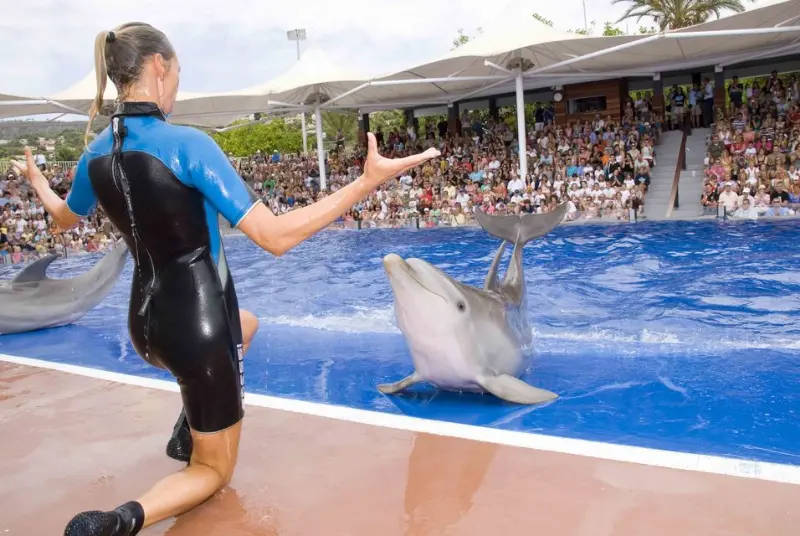 Delfinshow med publikum i Marineland zoologisk have, i Portals Nous, Mallorca.