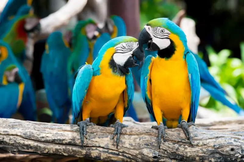 To blå og gule papegøjer i Natura Parc zoo, i byen Santa Eugenia på Mallorca.