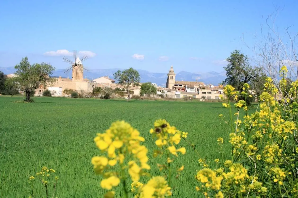 Sommer med marker ved byen Algaida på Mallorca i Spanien.