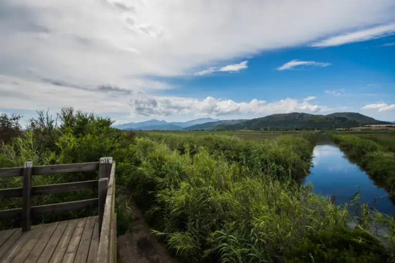 Albufera naturpark i Sa Pobla på øen Mallorca i Spanien.