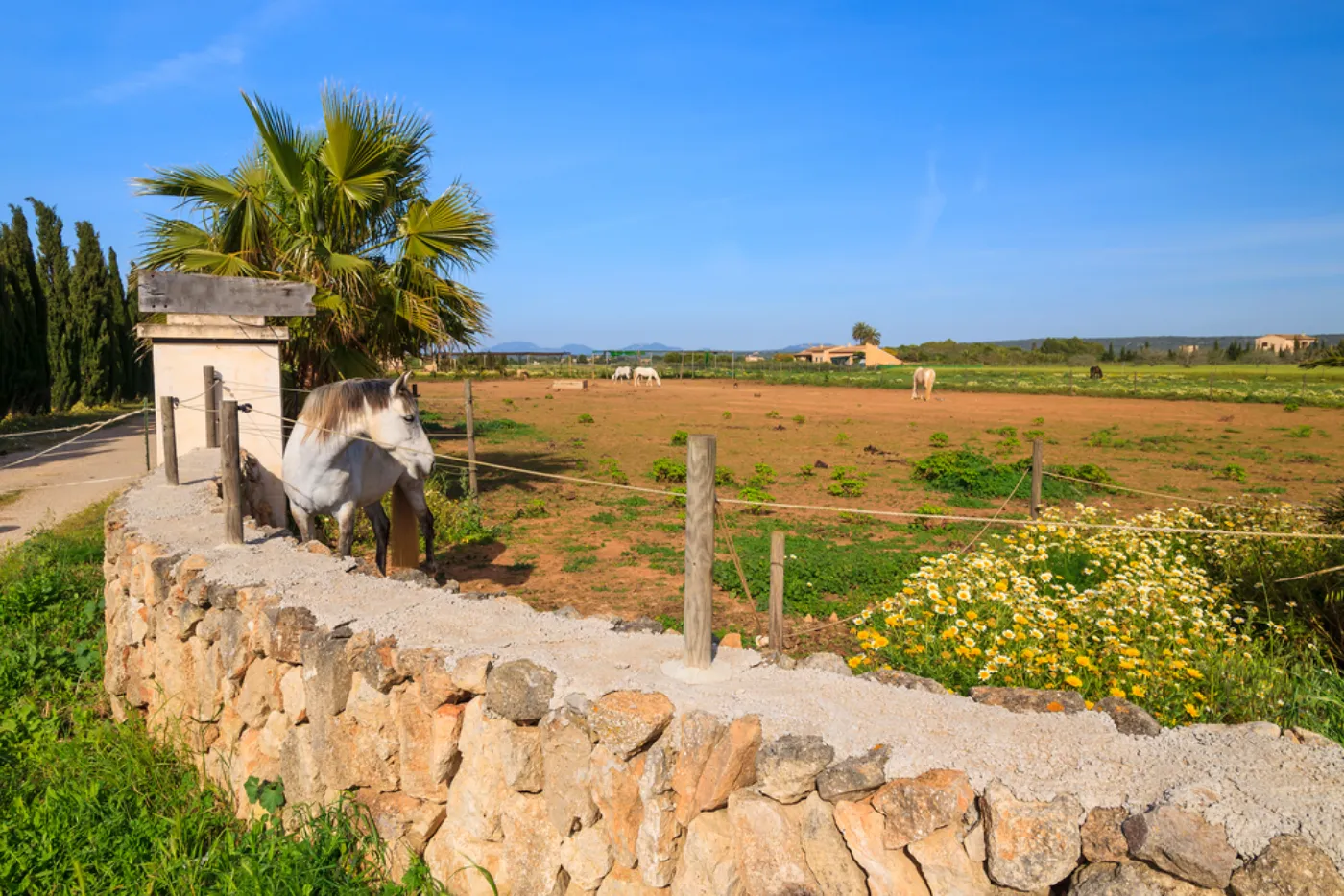 En gård med heste i Sencelles på øen Mallorca i Spanien.