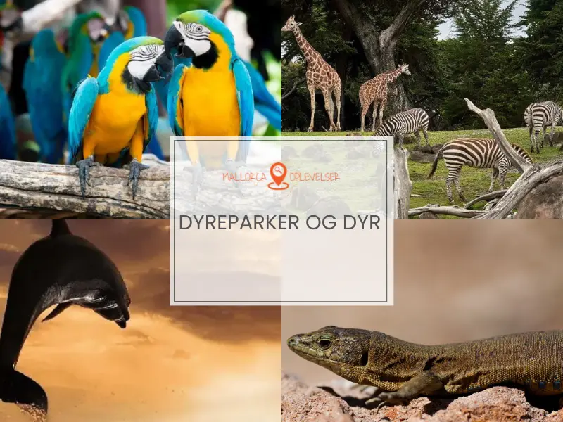 Forskellige dyr på Mallorca heriblandt delfiner, tigre, giraffer og firben, som kan ses.