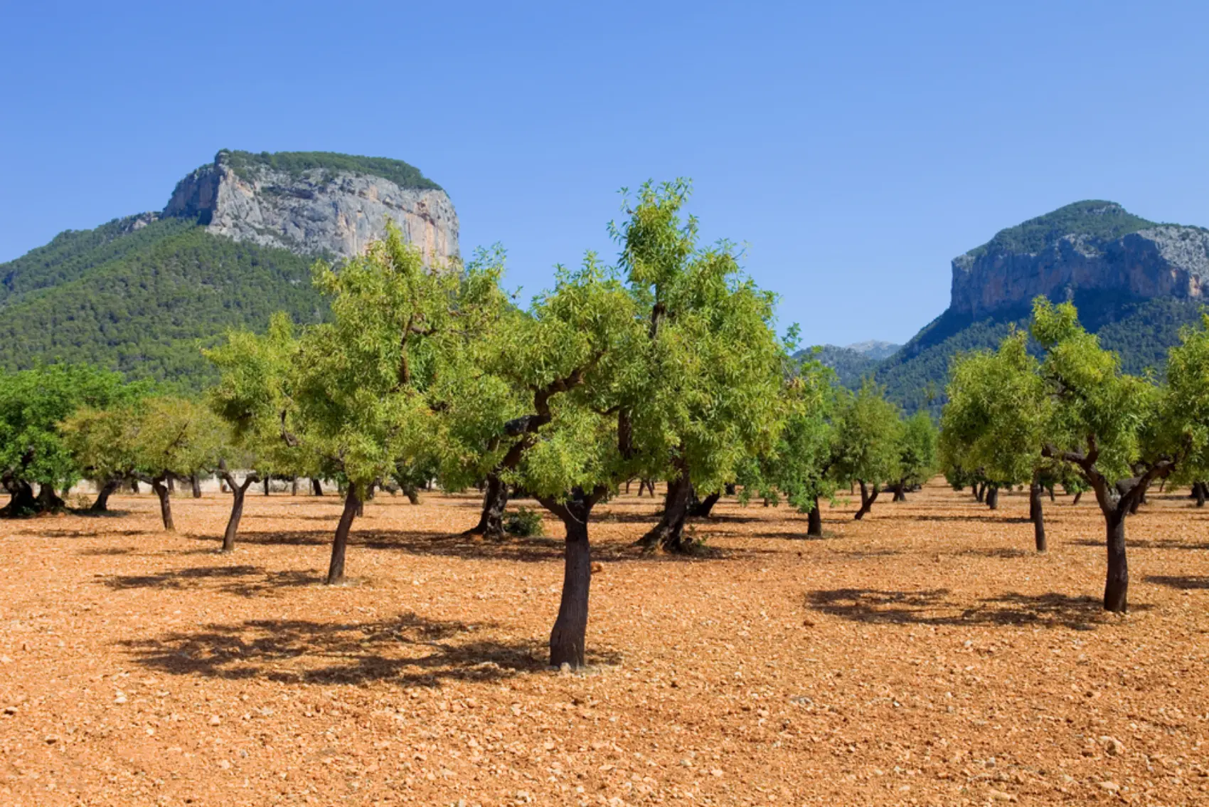 Bjerge i Alaró, Mallorca, Spanien.