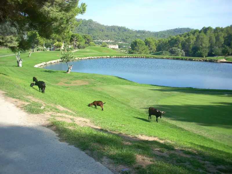 Golfbane med bunkers, kuperet terræn og søer, i Andratx, Mallorca.
