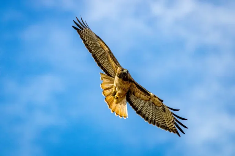 Falk fugl spottet på Mallorca i Spanien, i marts måned.